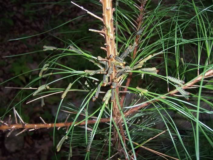 Little green worms eating my Loblolly pine! Help! (spiders, grass